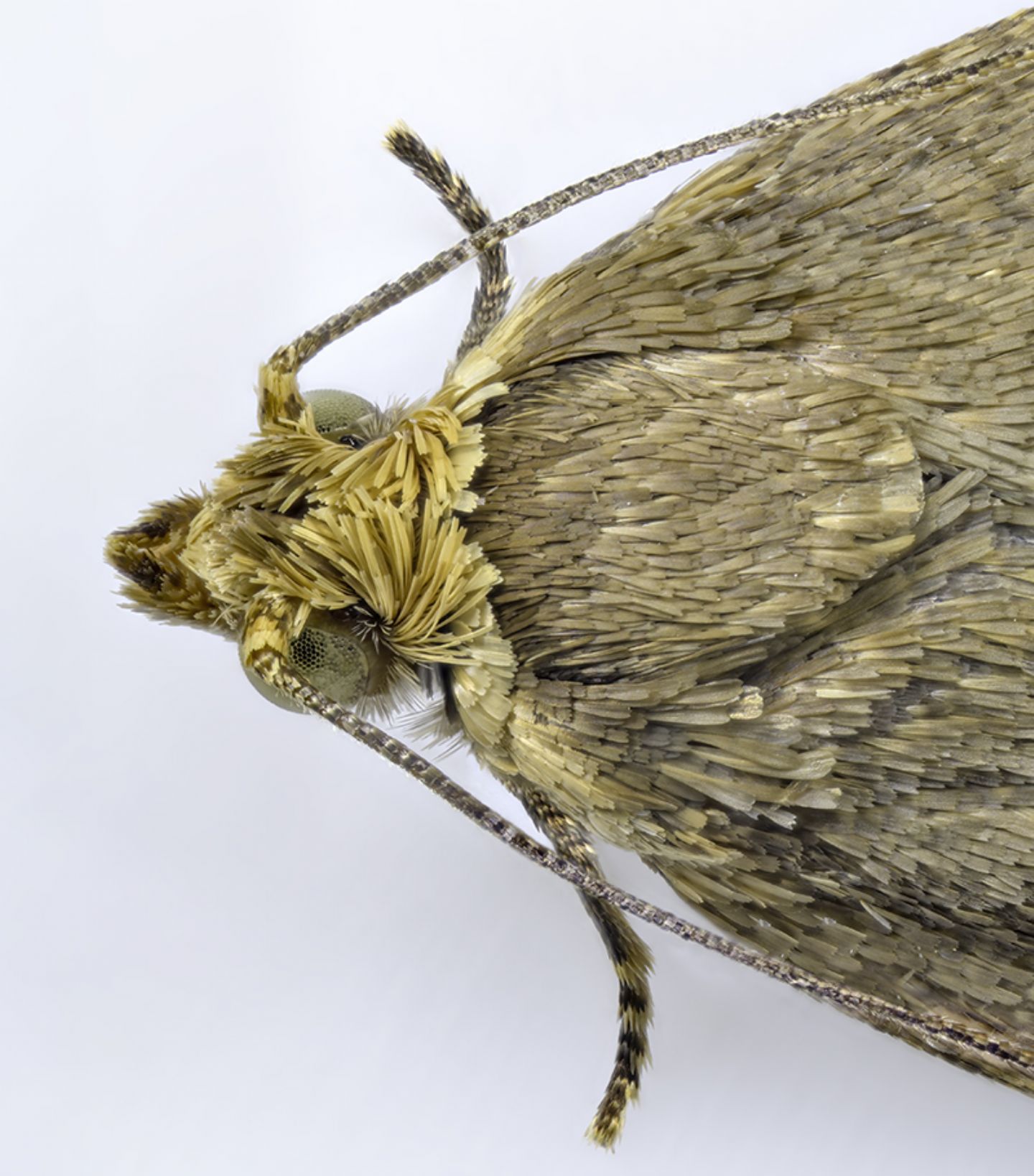 Clepsis dumicolana (Tortricidae)